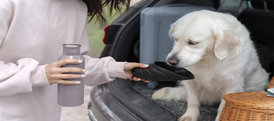 Why Your Dog Needs Proper Hydration: Essential Tips for Dog Owners